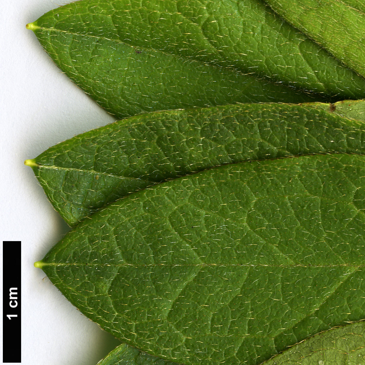 High resolution image: Family: Ericaceae - Genus: Rhododendron - Taxon: ×pulchrum (R.mucronatum × R.scabrum)